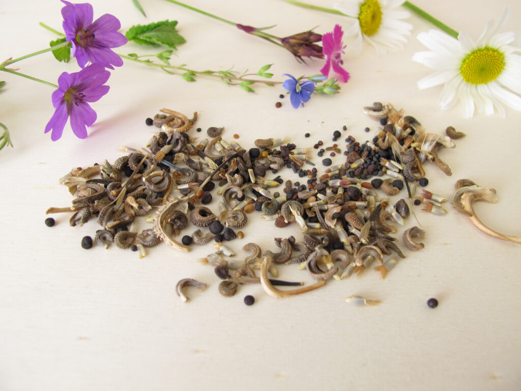 Bee,Friendly,Seed,Mixture,And,Wildflowers,For,Wild,Bees,And