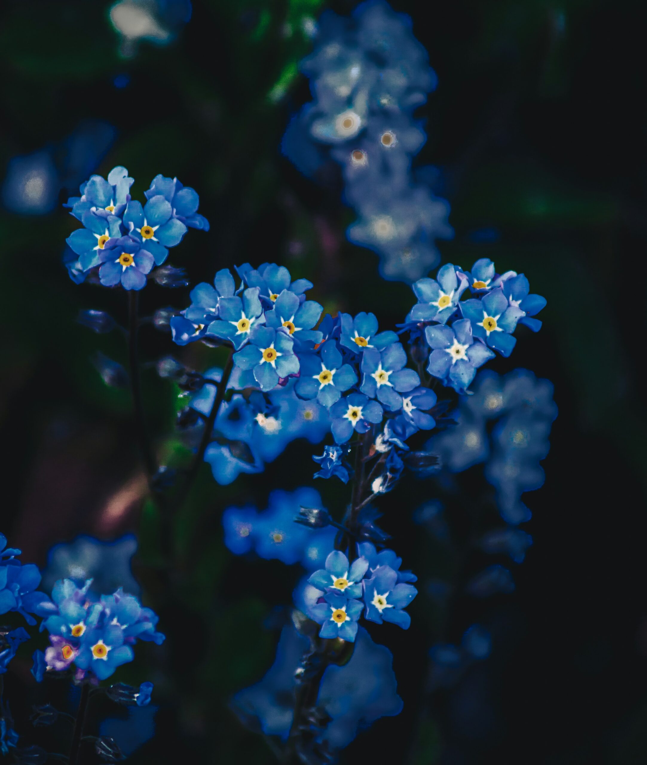 k mitch hodge QbXYl GTP7o unsplash, meaningful living tribute of forget me nots for memorial ideas